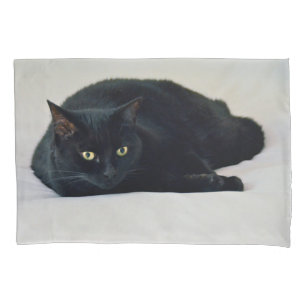 Gato Preto