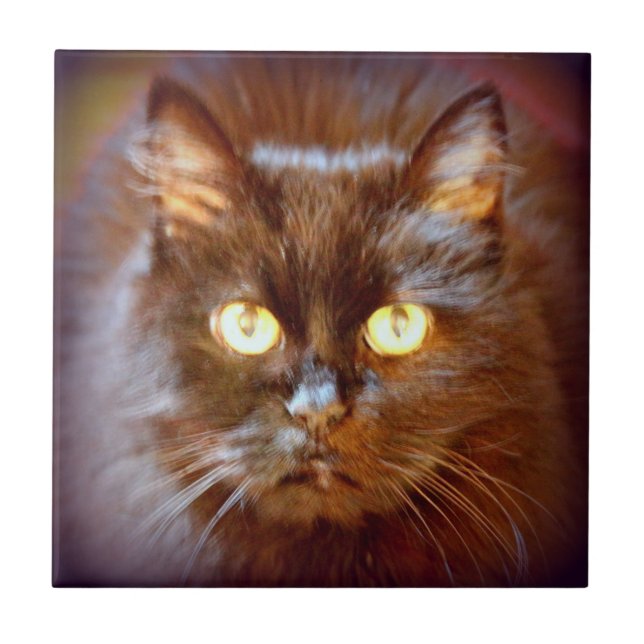 gato preto bonito (Frente)