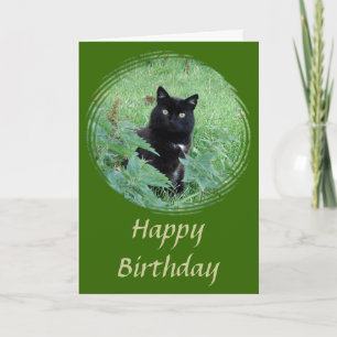 Gato Preto Bonito com aparência curiosa Cartão de