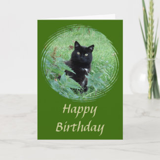 Gato Preto Bonito com aparência curiosa Cartão de 