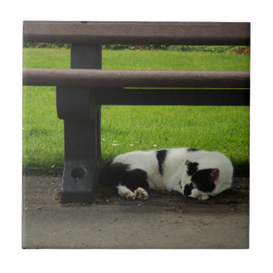Gato preto e branco sob o banco