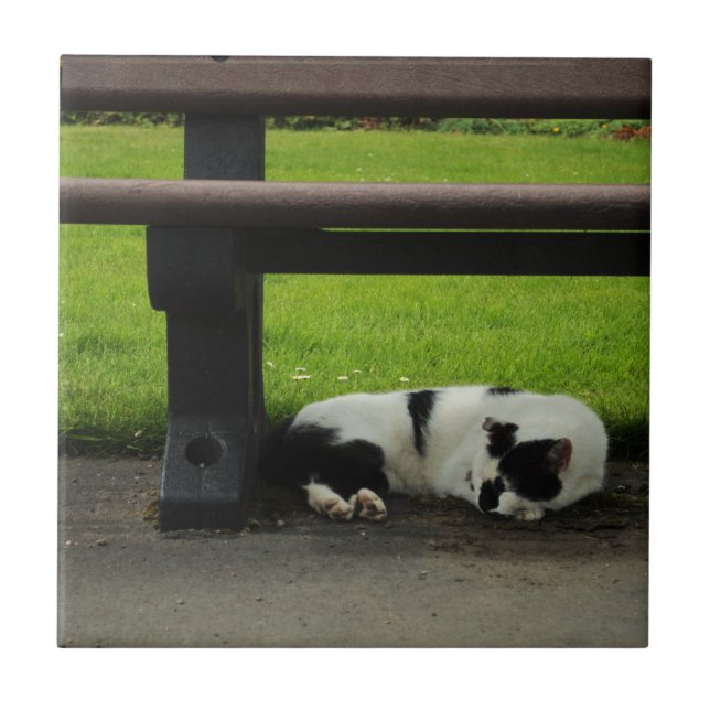 Gato preto e branco sob o banco (Frente)