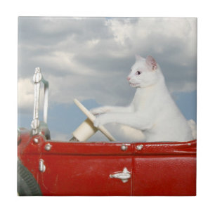 Gato que conduz um carro