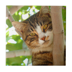 Gato que escala uma árvore