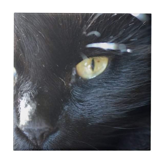 Gato que Eyeing o (Frente)