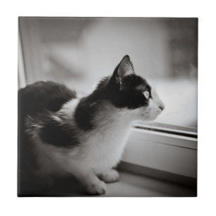 Gato que olha fora