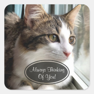 Gato que pensa de você etiquetas