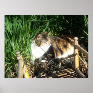 Gato que senta-se no impressão da grama