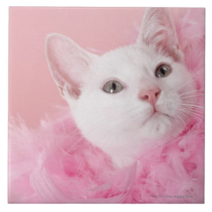 Gato que veste a boa de pena