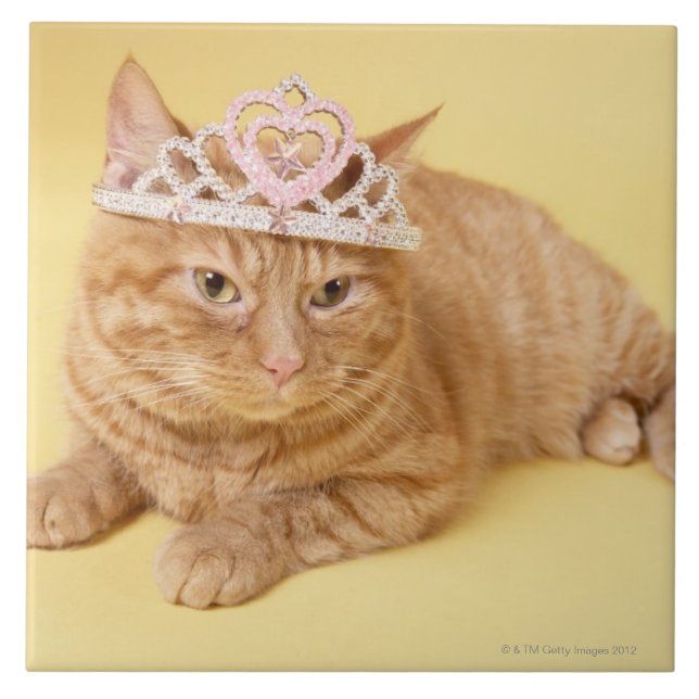 Gato que veste a tiara (Frente)