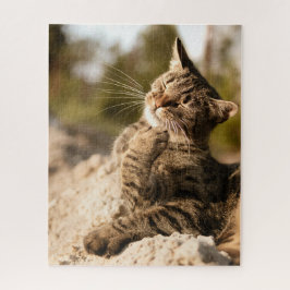 Gato Quebra-cabeça Gato Gatinho Fotografia de Gati