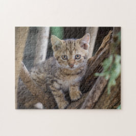 Gato Quebra-cabeça Gato Gatinho Fotografia de Gati