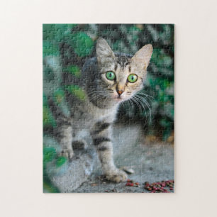 Gato Quebra-cabeça Gato Gatinho Fotografia de Gati