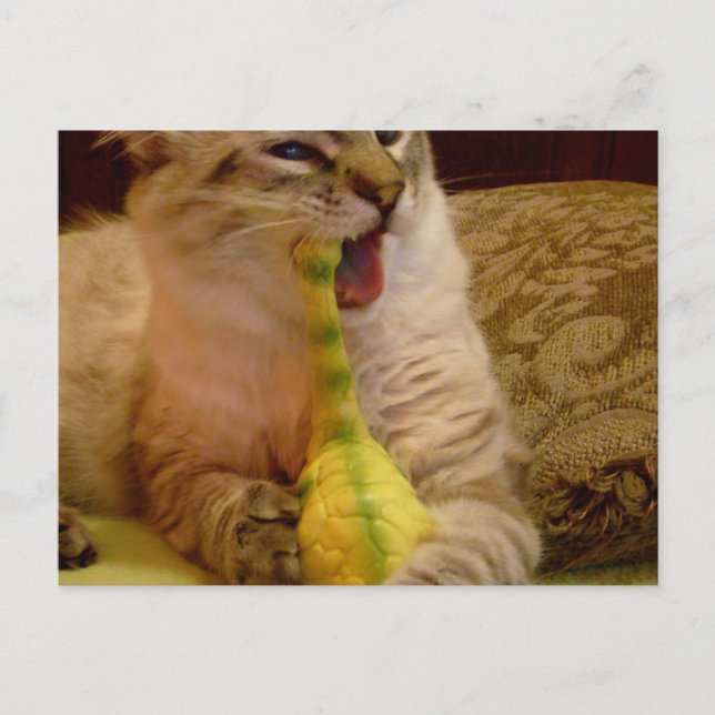 Gato recebe cartão postal de dinossauro (Frente)