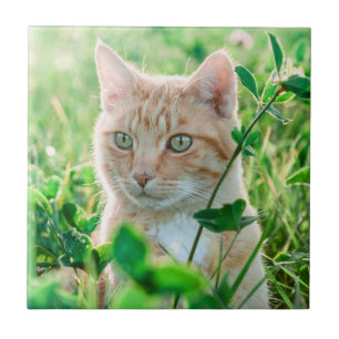 Gato Ruivo com Olhos Verdes na Relva