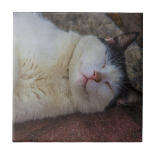 Gato satisfeito que dorme nela para trás