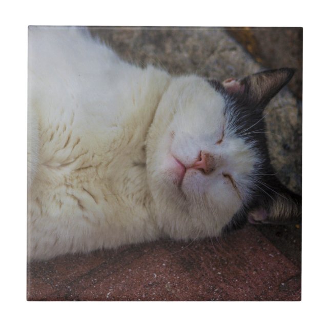 Gato satisfeito que dorme nela para trás (Frente)