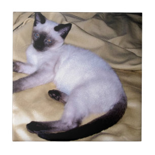 Gato siamês, arenito, animais de estimação, gatinh