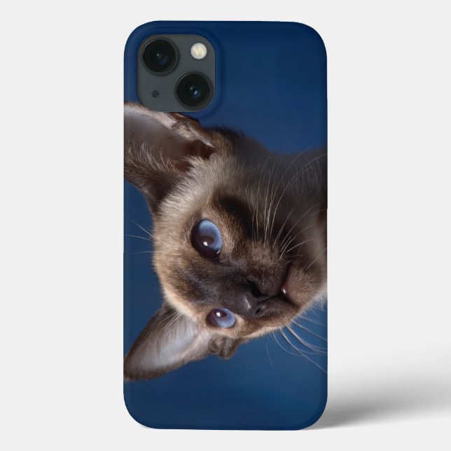 Gato Siamês com Olhos Azuis (Verso)