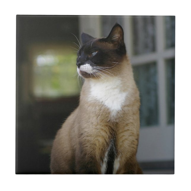 Gato Siamês no Porch (Frente)