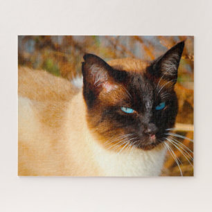 Gato siamês. Quebra-cabeça de serra
