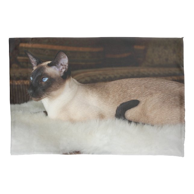 Gato Siamese elegante (Frente)