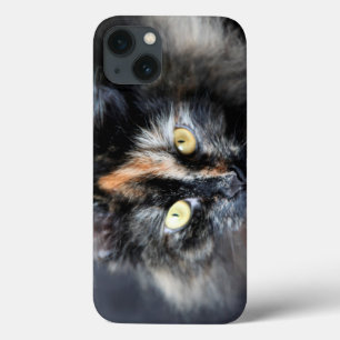 Gato Siberian