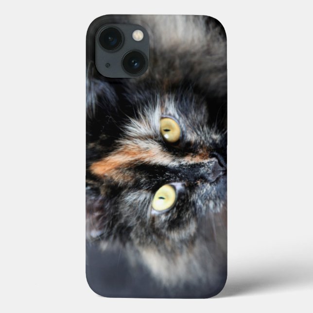 Gato Siberian (Verso)
