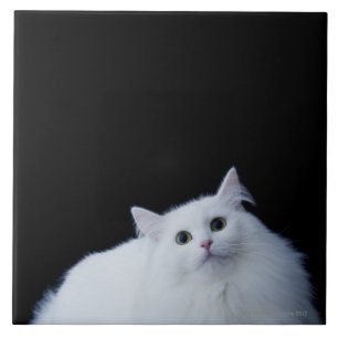 Gato Siberian