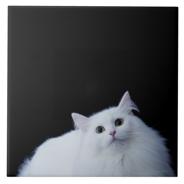 Gato Siberian (Frente)