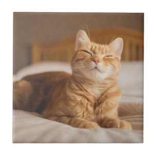 Gato sonolento das imagens de Getty