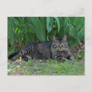 Gato Tabby Cinza por Íris Cartão Postal
