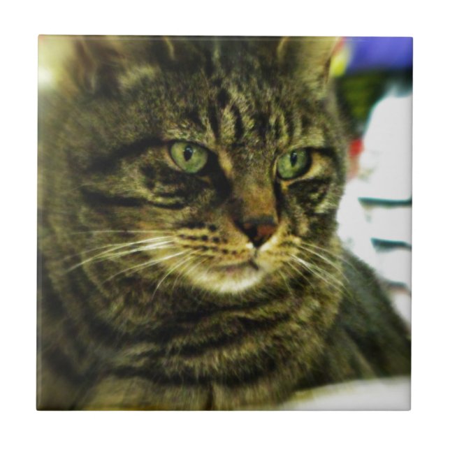 Gato Tabby de Olhos Verdes (Frente)