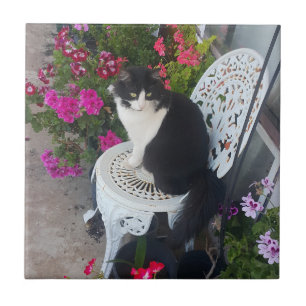 Gato Tuxedo Fofo com Flores Bonitas Gatos Pretos