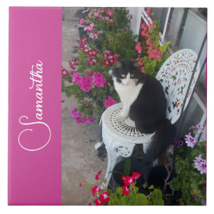 Gato Tuxedo Gatos e Flores Nome de Meninas Rosa Es