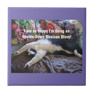 Gato Tuxedo Mexicano Ondas cats engraçado fofo