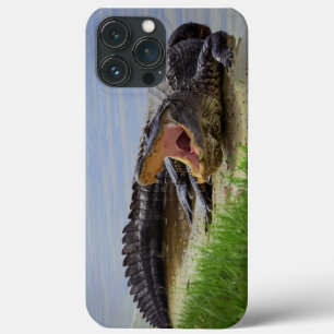 Gator