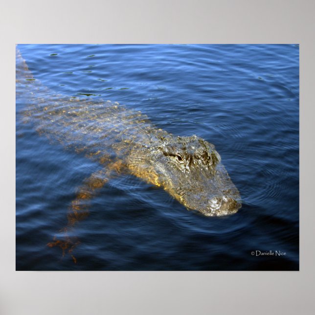 Gator Poster (Frente)