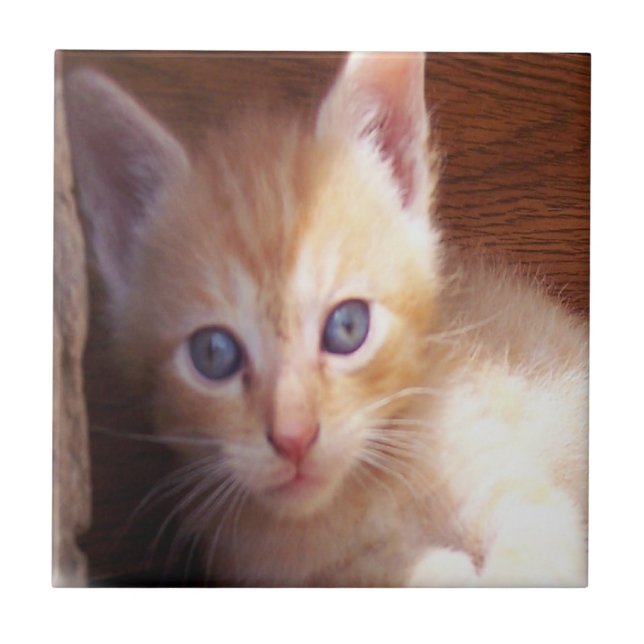 Gatos (Frente)