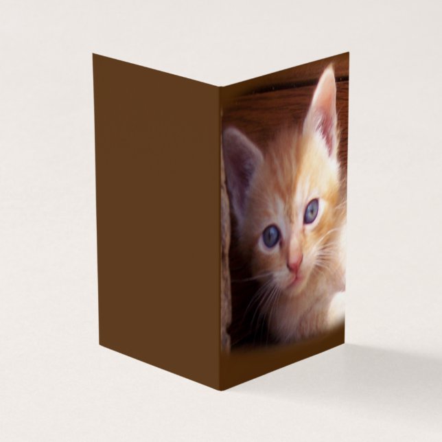 Gatos (Exterior)