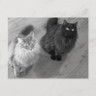 gatos b w cartão postal