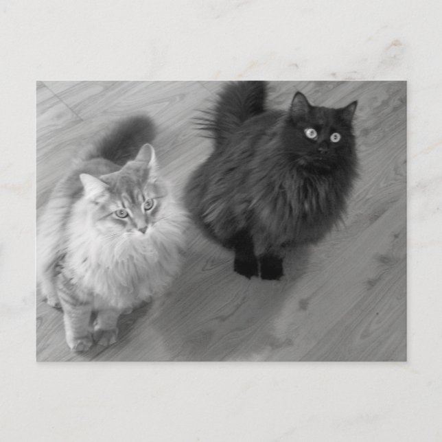 gatos b w cartão postal (Frente)