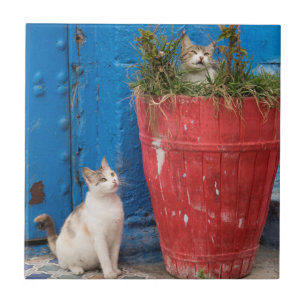Gatos brincando, Rabat, Marrocos