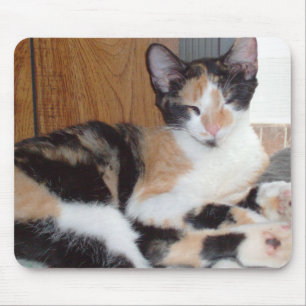 Gatos De Meow 39 Mousepad