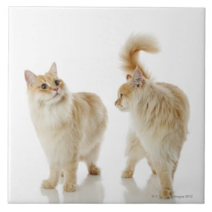 Gatos de Munchkin