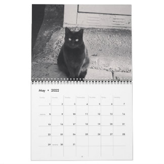 Gatos do Calendário ISTANBUL
