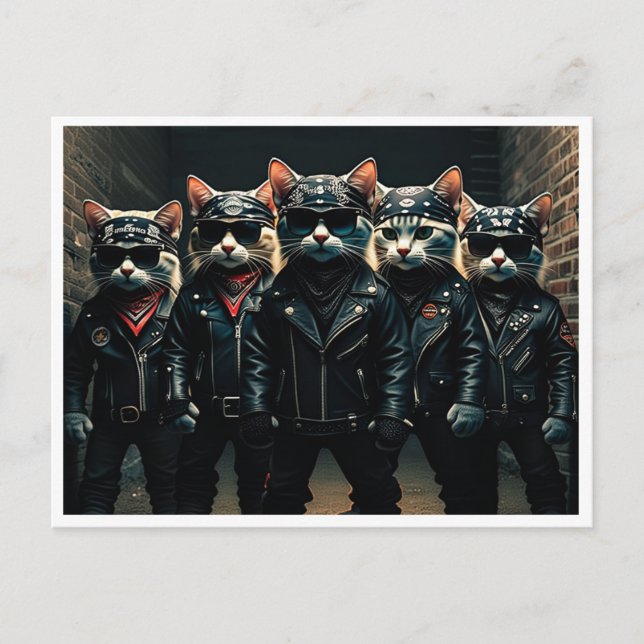 Gatos engraçados. Cartão postal (Frente)