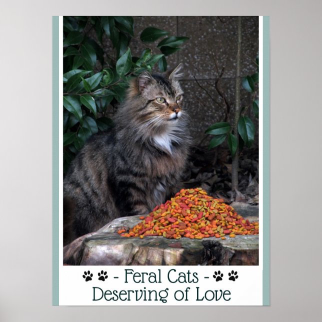 Gatos Feral Merecendo Poster de Amor (Frente)