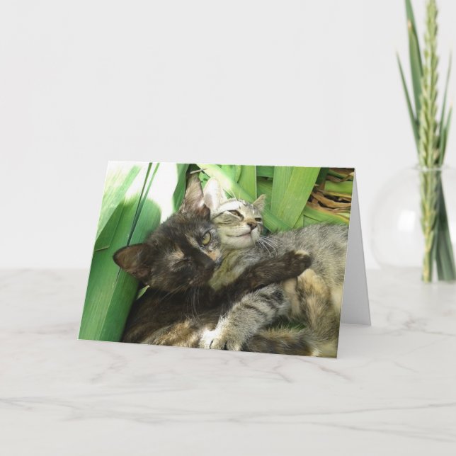 Gatos Fofos se Aconchegando - cartão em branco (Frente)