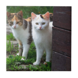 Gatos fora brincando
